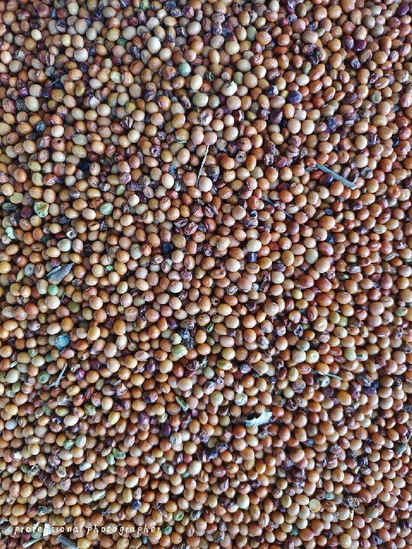 Millet Seeds