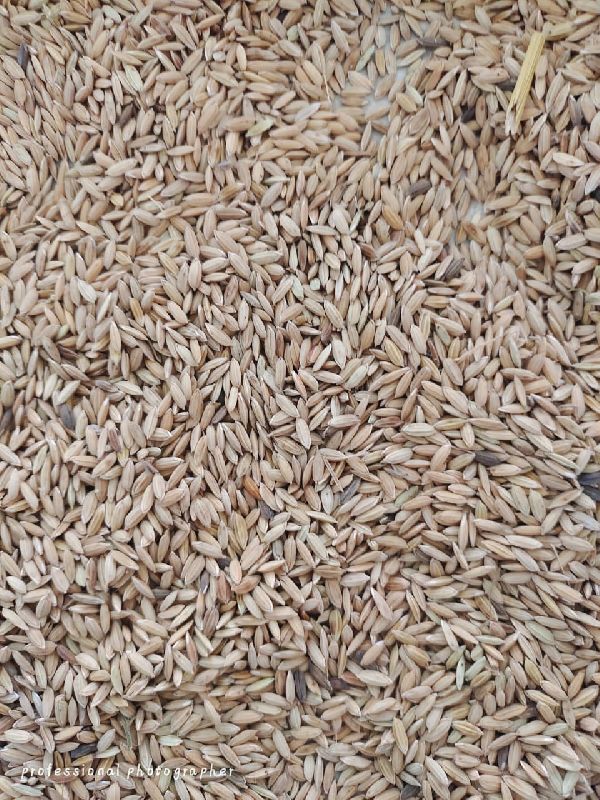 Paddy Seeds