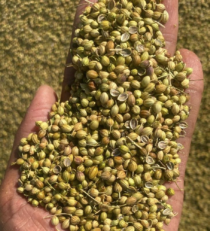 coriander seeds