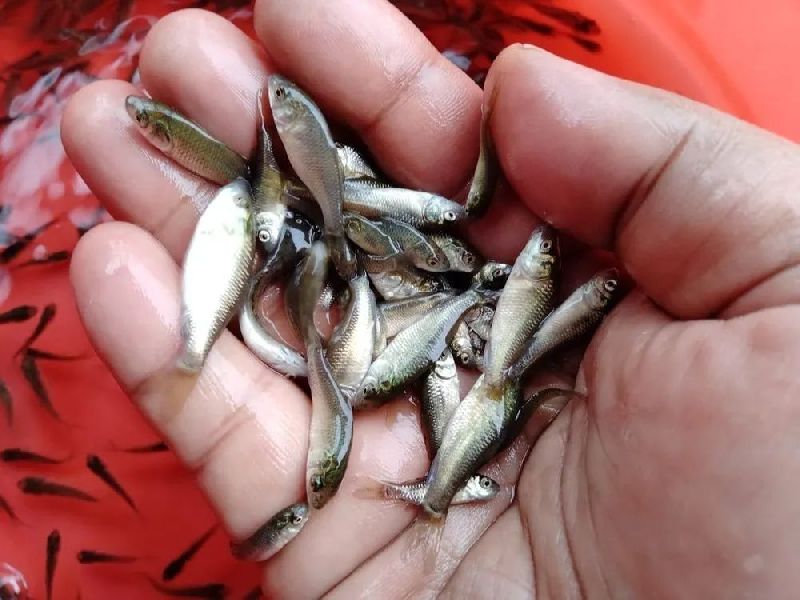 Amur Common Carp Fish Seeds