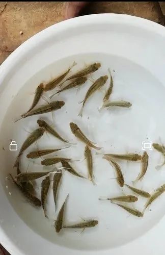 Japani Puti Fish Seeds