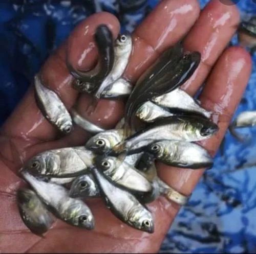 Silver Carp Fish Spawn