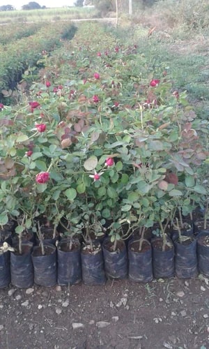 Gatyaletter Rose Plants