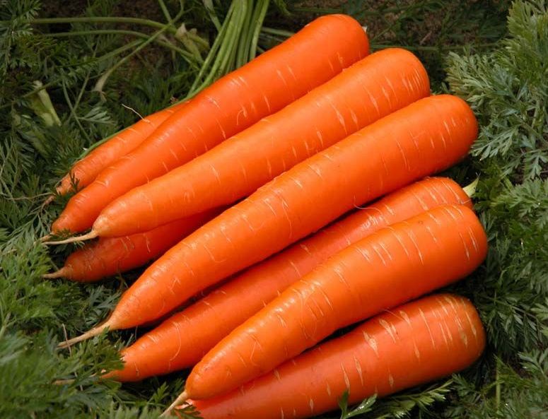 Fresh Carrot