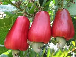 Cashew Nut Plants