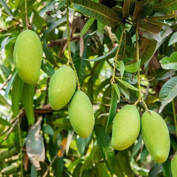 Kesar Mango Plants
