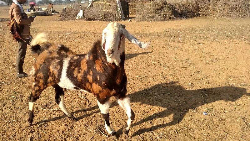 Live Gujari Male Goat