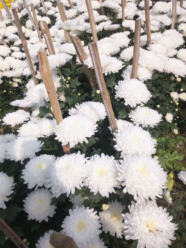 Star White kolkata Chrysanthemum plant