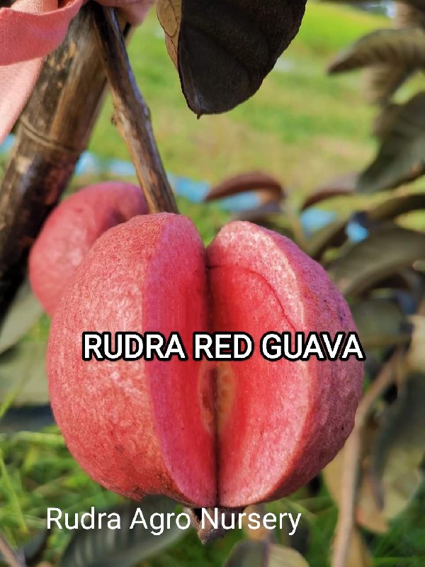 Rudra Red Guava Plant