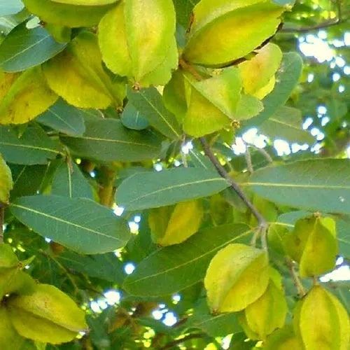 Arjun Plant