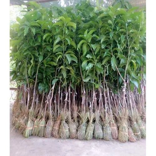 Fresh Mango Plant