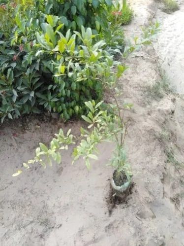 Fresh Pomegranate Plant