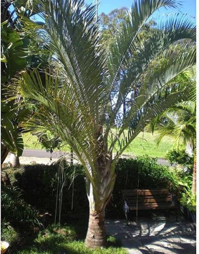 Triangular Palm Tree