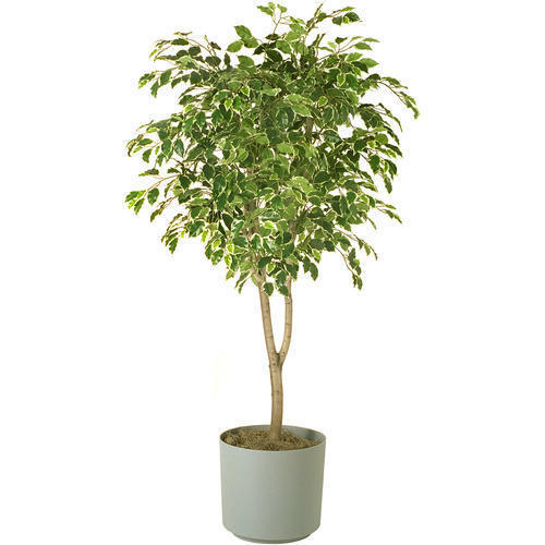 Variegated Ficus Plant