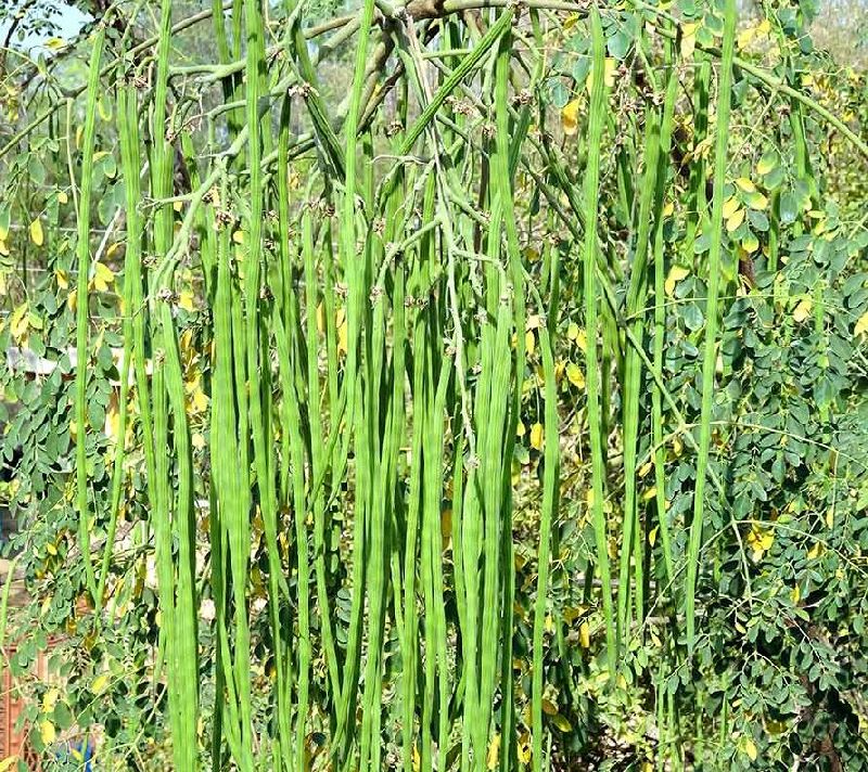 Moringa Drumstick Plants