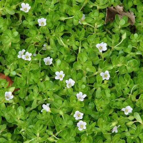 Bacopa Monnieri Leaves