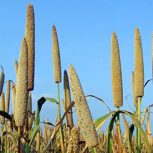 Bajra Seeds