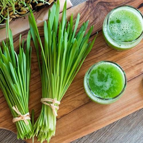 Barley Grass Juice