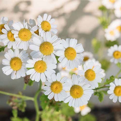 Chamomile Flower