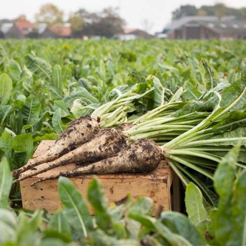 Chicory Root