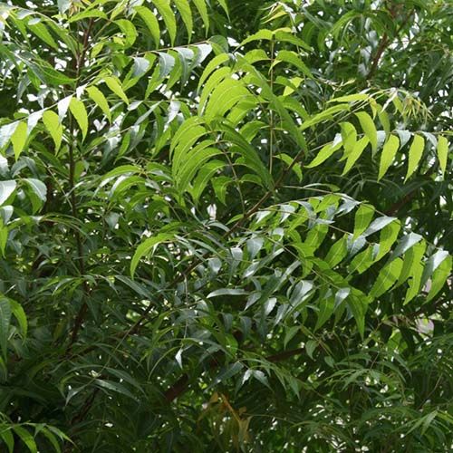 Organic Neem Leaves