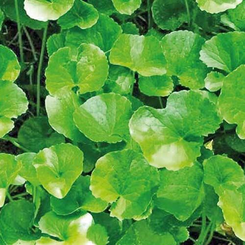 Gotu Kola Leaves