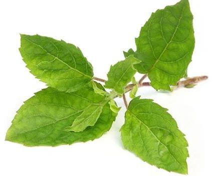 Tulsi Leaves