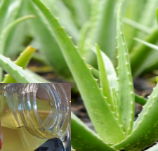 Aloe vera Oil