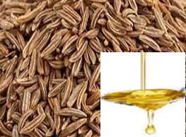 Cumin Oil