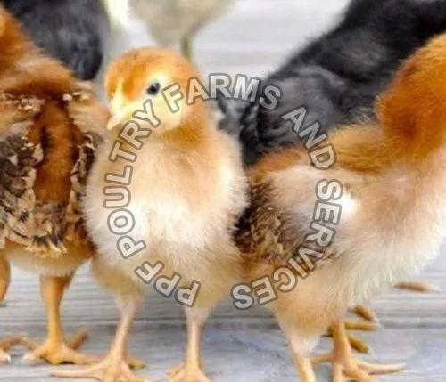 Kaveri Chicks