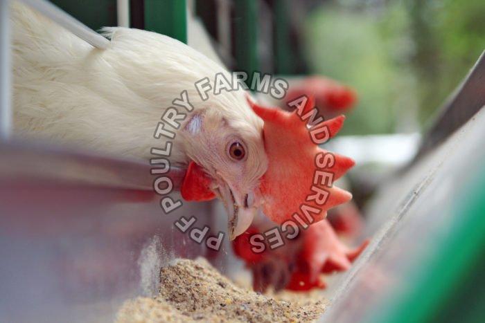 Poultry B-Complex Supplement