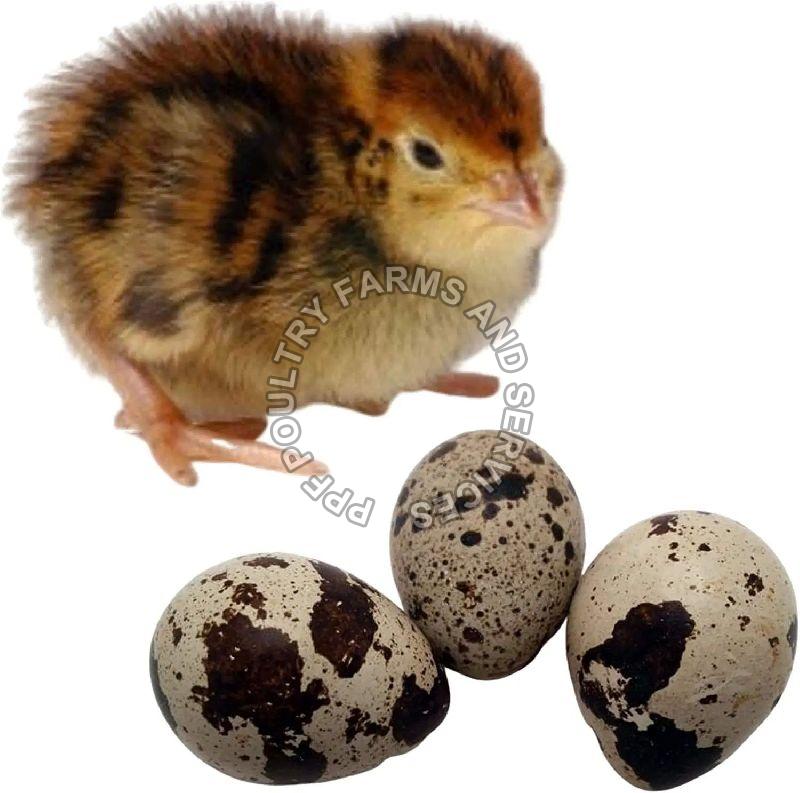 Quail Hatching Eggs