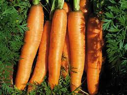 Early Nantes Hybrid Carrot Seeds