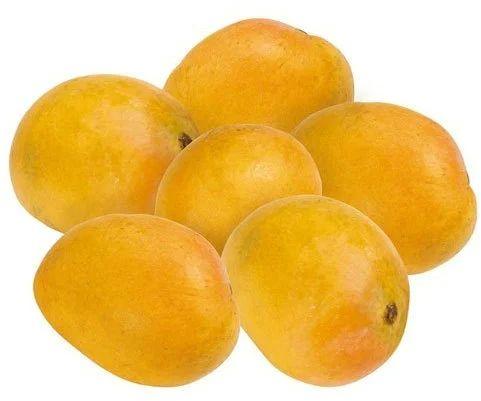 Fresh Badami Mango - Manufacturer Exporter Supplier in Bangalore India