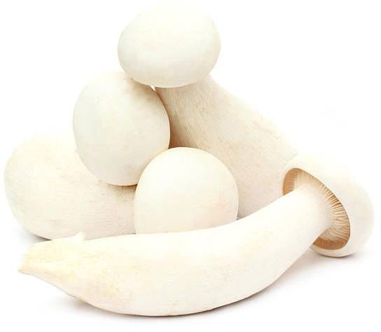 Fresh Milky Mushroom