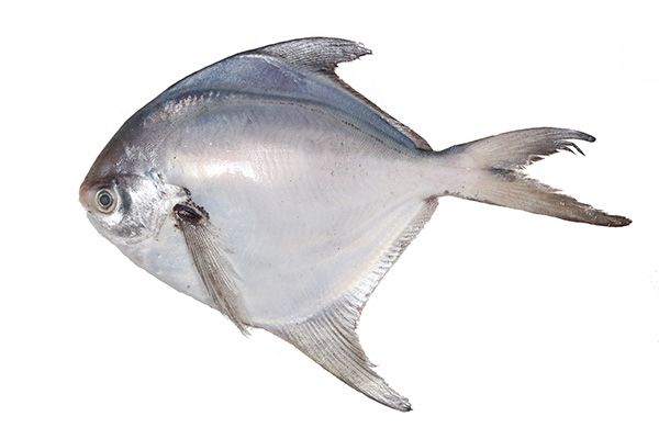 Fresh Pomfret Fish