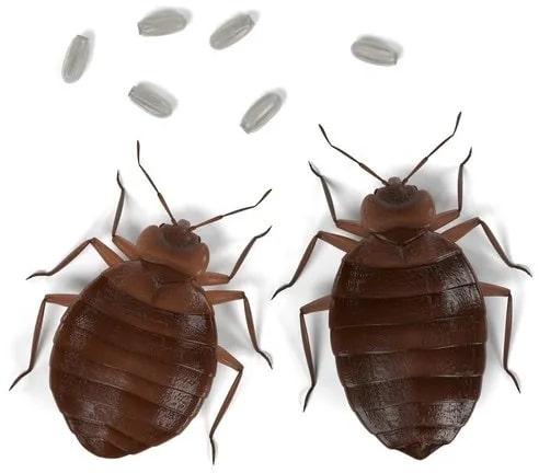 Bed Bug Treatment Service