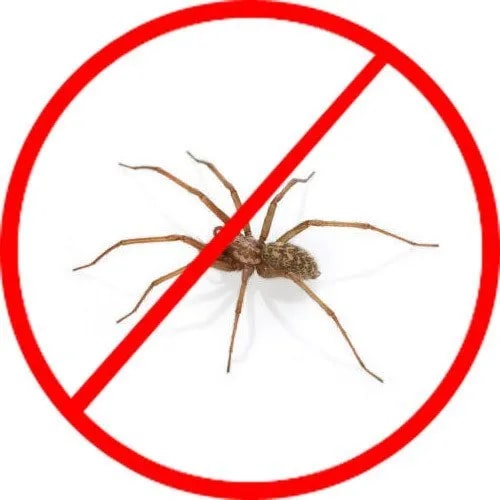 Spider Control Services