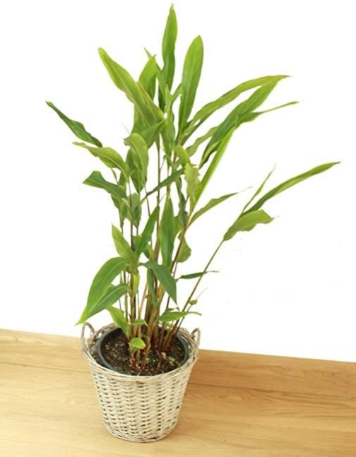 Cardamom Plant