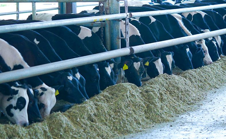 Cattle Feed Development Services