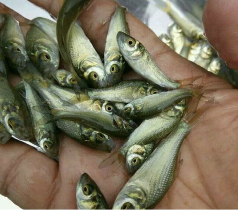 Katla Fish Seeds