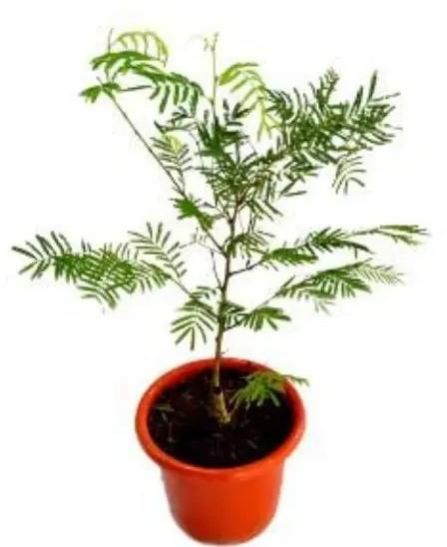 Amla Plant