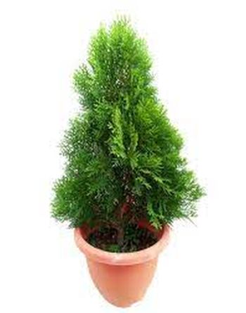 Thuja Pine Plant