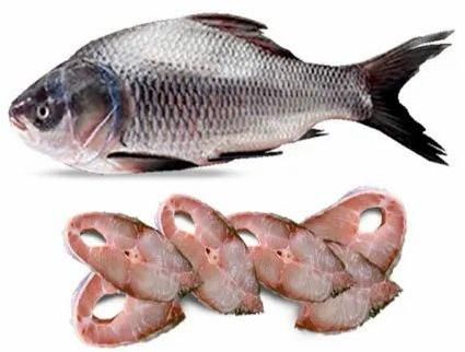 Frozen Catla Fish