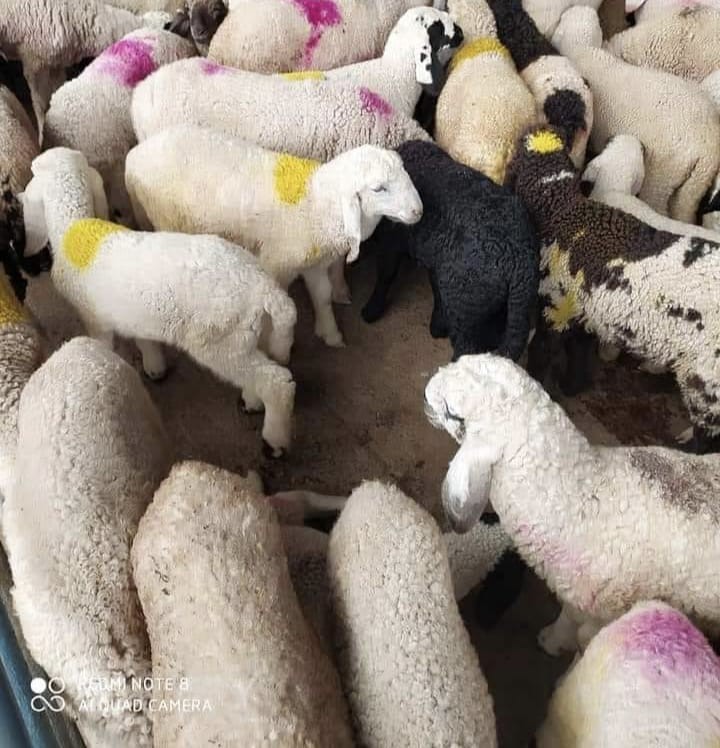 Live Sheep