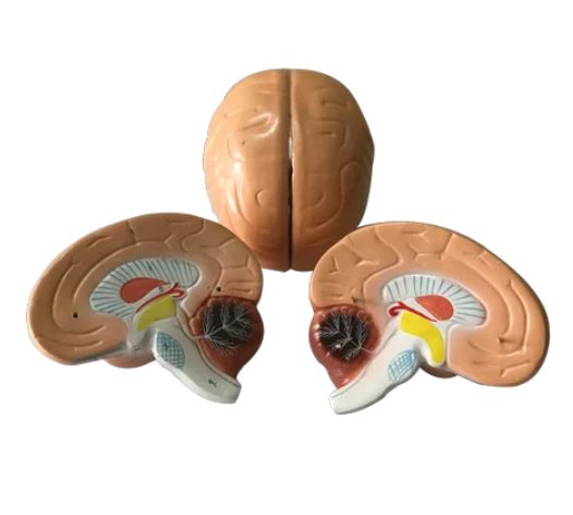 Human Brain Model