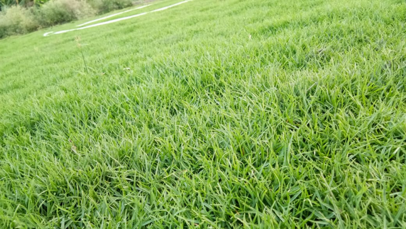 Bermuda Lawn Grass