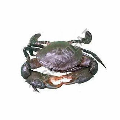 Fresh Sea Crab