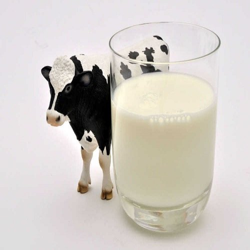 Cow Milk