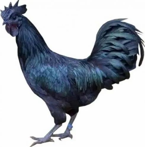 Live Kadaknath Chicken